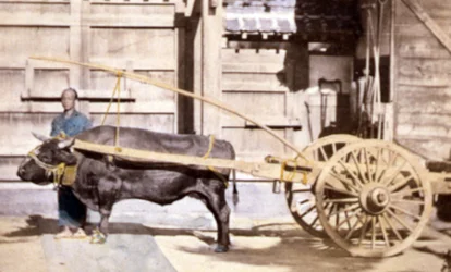 Homem chinês com uma carroça e boi, 1890 (foto colorida à mão)